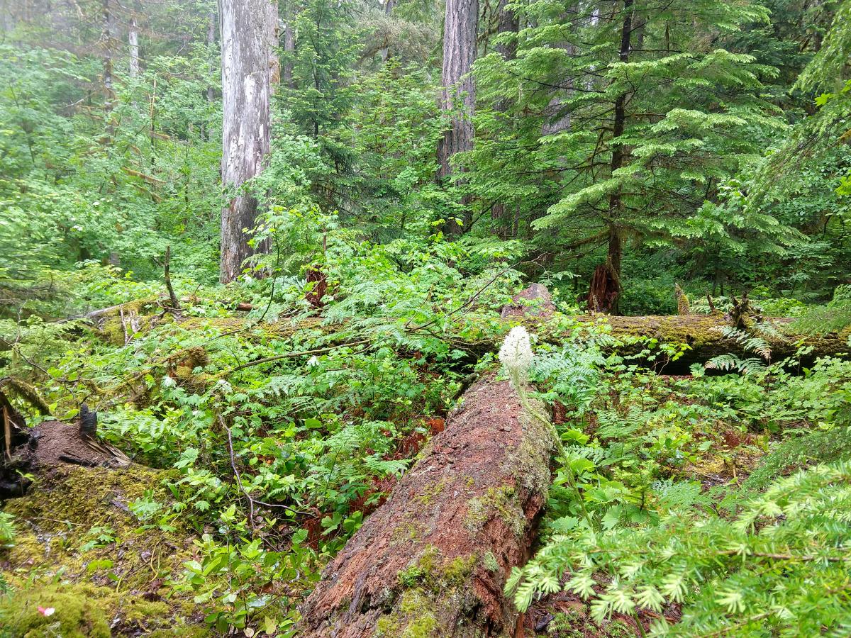 A large tree trunk lays amid dense understory.