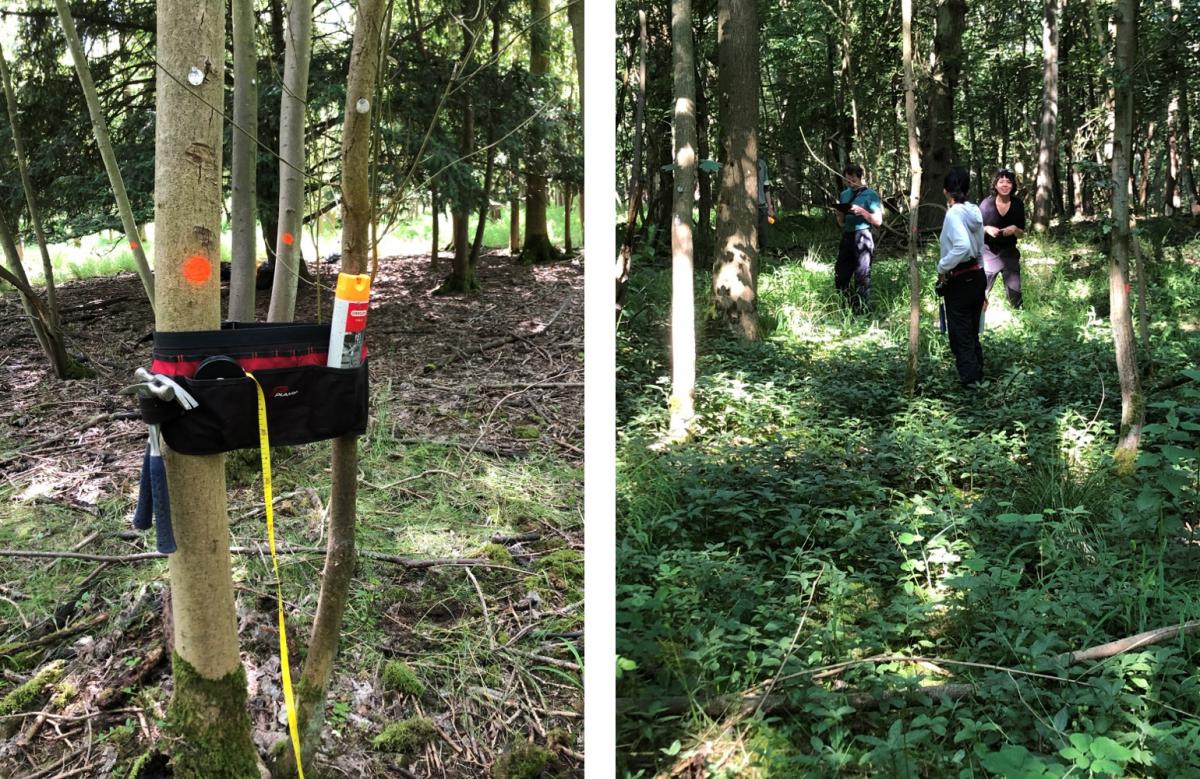 On left, a tool belt tied around two tree trunks.  On right, field crew workers conducting the census in a forested area with thick underbrush.