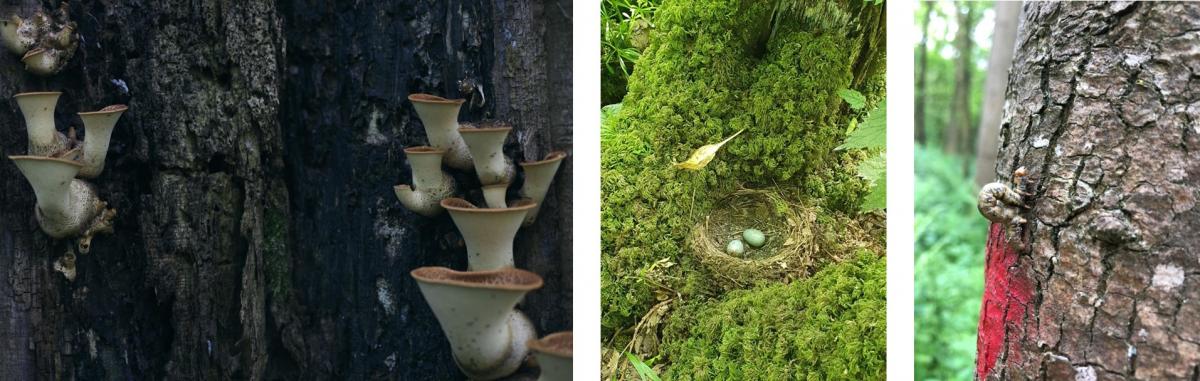 A tri-fold image.  On left, mushrooms growing on bark.  In center, a bird's nest.  On right, a small insect crawling up tree bark.
