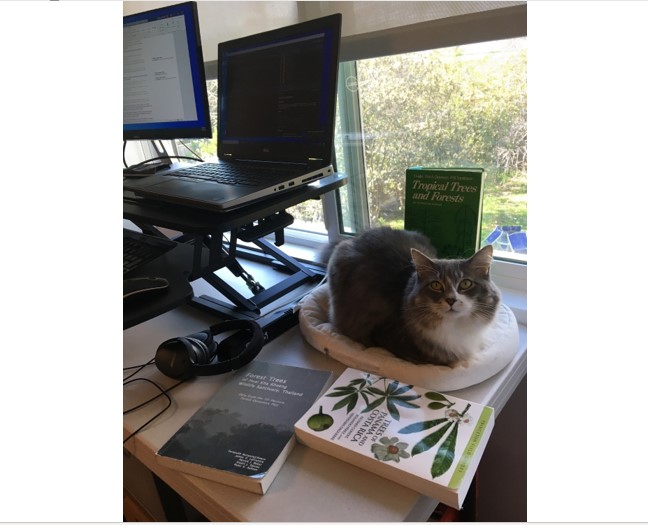 A fluffy gray cat sitting among books and a computer.