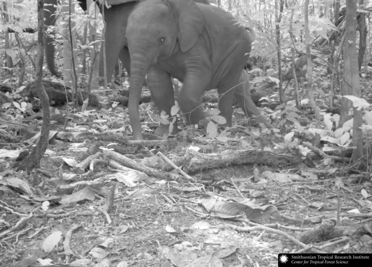 Elephant photo taken with camera trap