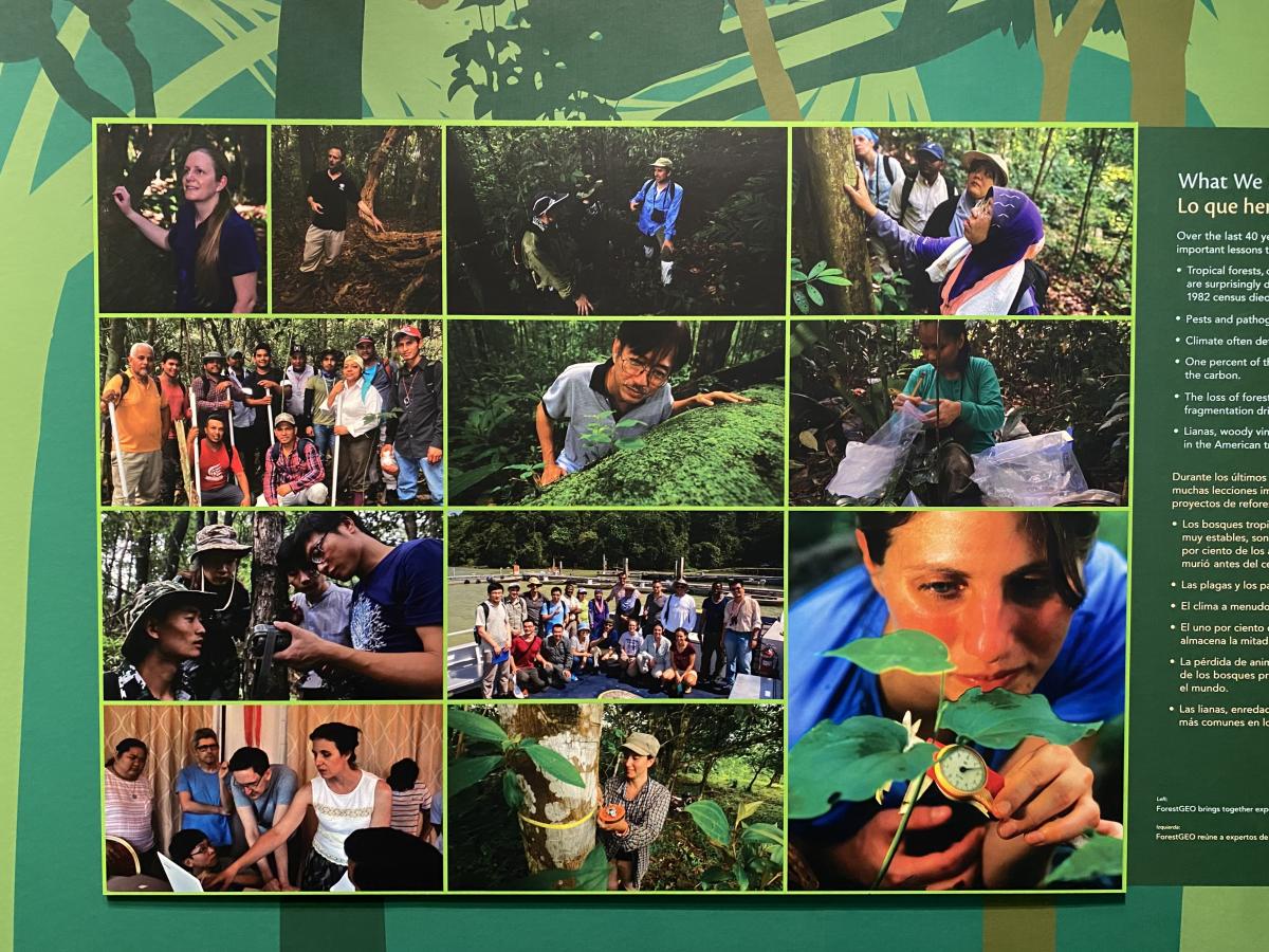 Collage of photos of scientists performing research in the foresst
