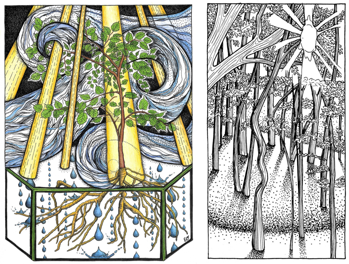 On left: "Photosynthesis for Dinner."  On right: “Tyson Research Center ForestGEO.”  Both by Erin OConnell 