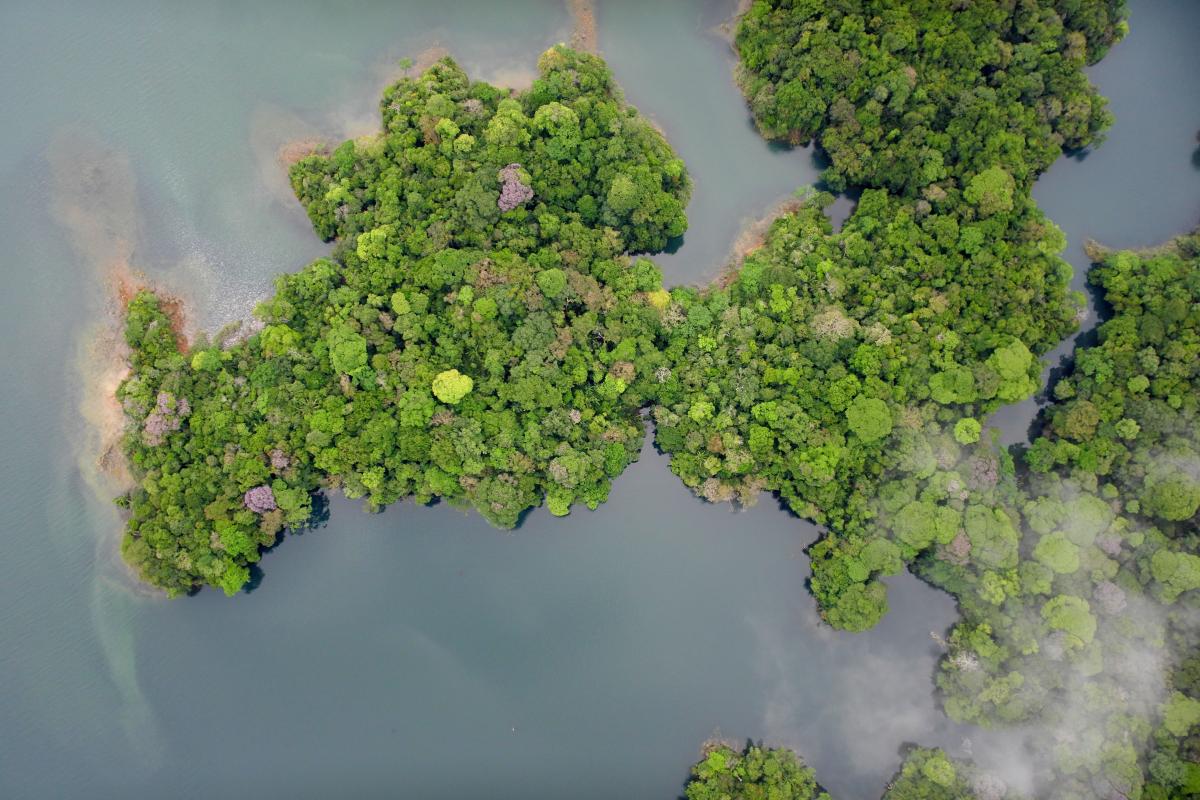 Bird's eye view of lush green forest surrounded by a body of water.