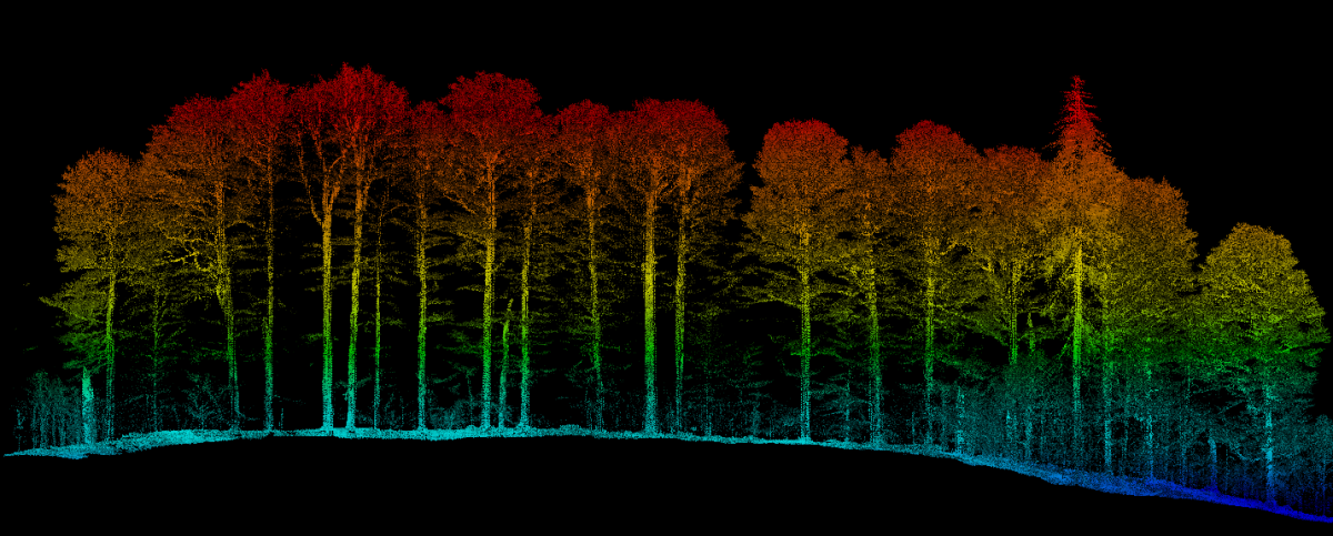 A silhouette of trees in rainbow colors, with cool colors on the bottom, and warm colors progressing towards the top.