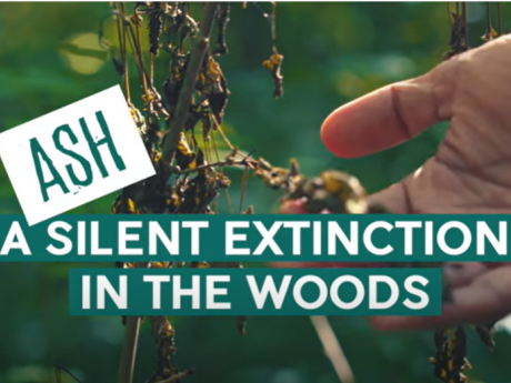 A hand gestures towards a withered branch.  Overlaid text reads: “Ash: A Silent Extinction in the Woods.”