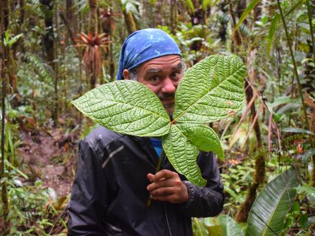 Beto Vicentini with large leaves.
