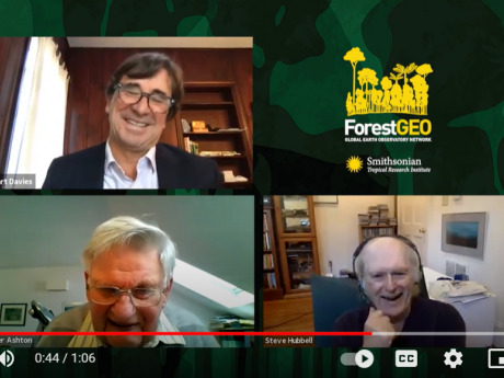 Screenshot of Stuart Davies, Steve Hubbell, and Peter Ashton on a Zoom call.  ForestGEO logo in top, right corner.