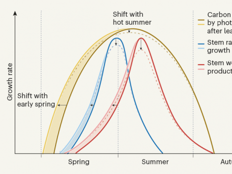 Figure demonstrating shifts in growth rate by season.