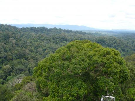 Kuala Belalong forest