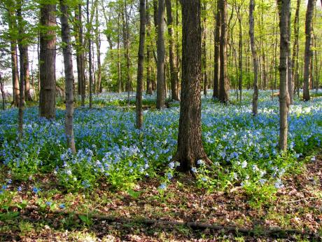 A temperate forest carpeted with blue wildflowers.