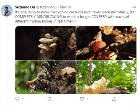 Screenshot of tweet by Suzanne Ou featuring images of fungi for her virtual field trip to Lambir..