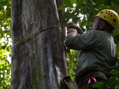 A man in a yellow hard hat stands on a ladder in the forest, measuring the diameter of a tree with a tape measure. 